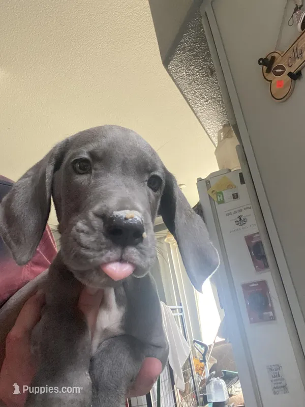 Luna – Great Dane puppy for sale in San Tan Valley, AZ