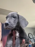 Luna, a female Great Dane for sale in San Tan Valley, AZ – Photo 3 of 9