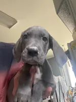 Luna, a female Great Dane for sale in San Tan Valley, AZ – Photo 6 of 9