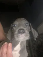 Luna, a female Great Dane for sale in San Tan Valley, AZ – Photo 9 of 9