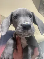 Luna, a female Great Dane for sale in San Tan Valley, AZ – Photo 5 of 9