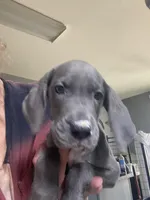 Luna, a female Great Dane for sale in San Tan Valley, AZ – Photo 7 of 9