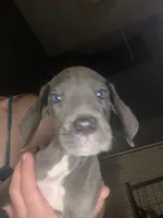 Luna, a female Great Dane for sale in San Tan Valley, AZ – Photo 8 of 9