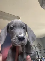 Luna, a female Great Dane for sale in San Tan Valley, AZ – Photo 4 of 9