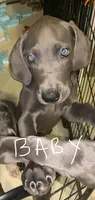 BabyBlue “Baby”, a female Great Dane for sale in San Tan Valley, AZ – 3 of 9