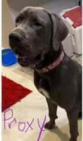 BabyBlue “Baby”, a female Great Dane for sale in San Tan Valley, AZ – 7 of 9