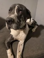 Zeppo, a  Great Dane for sale in San Tan Valley, AZ – Photo 7 of 8