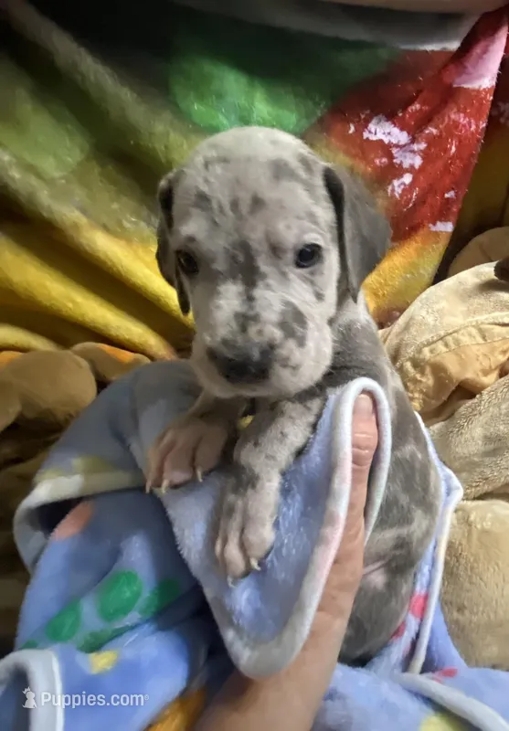 Zeppo – Great Dane puppy for sale in San Tan Valley, AZ