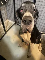 Zeppo, a  Great Dane for sale in San Tan Valley, AZ – Photo 6 of 8