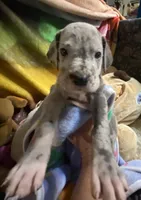 Zeppo, a  Great Dane for sale in San Tan Valley, AZ – Photo 5 of 8