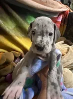 Zeppo, a  Great Dane for sale in San Tan Valley, AZ – Photo 2 of 8