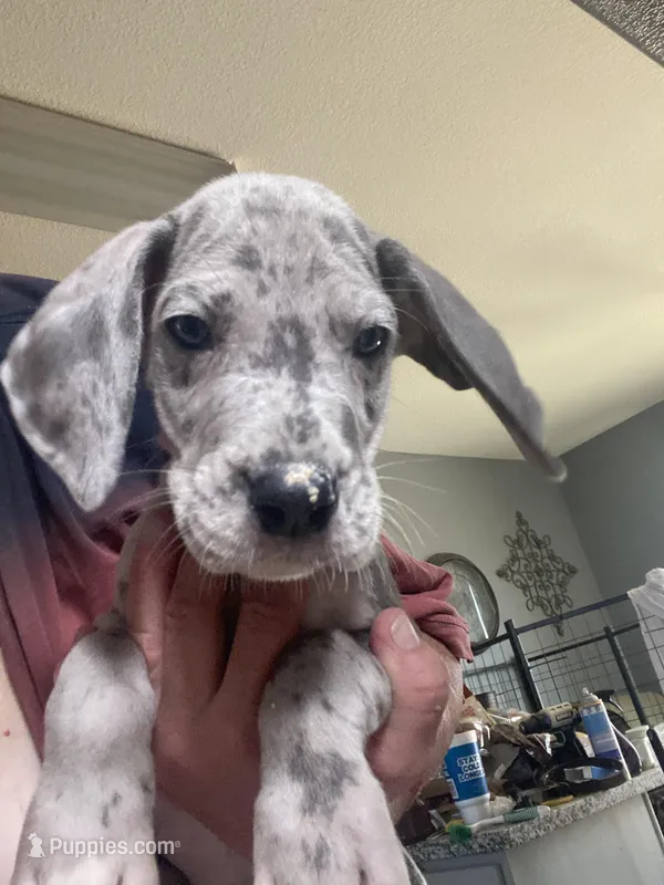 Zeppo – Great Dane puppy for sale in San Tan Valley, AZ