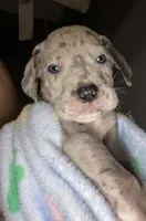 Zeppo, a  Great Dane for sale in San Tan Valley, AZ – Photo 4 of 8