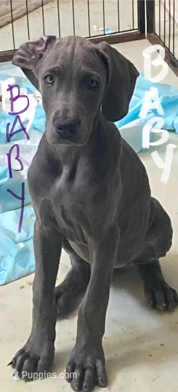 BabyBlue “Baby” – Great Dane puppy for sale in San Tan Valley, AZ