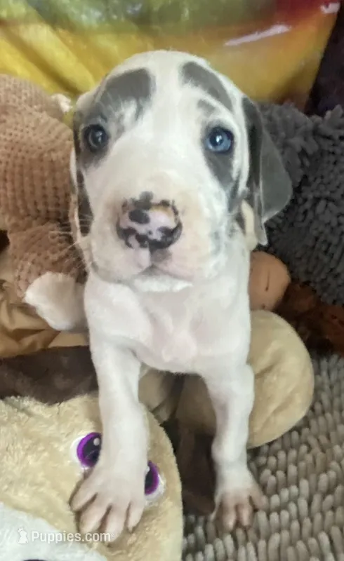 Groucho  – Great Dane puppy for sale in San Tan Valley, AZ
