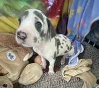 Groucho , a male Great Dane for sale in San Tan Valley, AZ – Photo 8 of 10