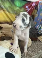 Groucho , a male Great Dane for sale in San Tan Valley, AZ – Photo 3 of 10