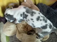 Groucho , a male Great Dane for sale in San Tan Valley, AZ – Photo 7 of 10