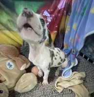 Groucho , a male Great Dane for sale in San Tan Valley, AZ – Photo 9 of 10