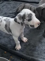 Groucho , a male Great Dane for sale in San Tan Valley, AZ – Photo 10 of 10