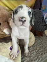 Groucho , a male Great Dane for sale in San Tan Valley, AZ – Photo 6 of 10