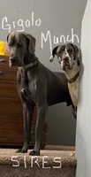 BlueBelle “Bella”, a female Great Dane for sale in San Tan Valley, AZ – 5 of 7