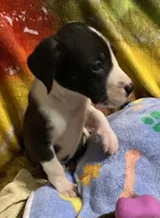 Orca , a female Great Dane for sale in San Tan Valley, AZ – Photo 6 of 10