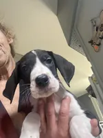 Orca , a female Great Dane for sale in San Tan Valley, AZ – 4 of 10