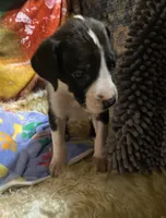 Orca , a female Great Dane for sale in San Tan Valley, AZ – Photo 7 of 10