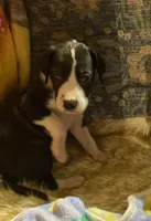 Orca , a female Great Dane for sale in San Tan Valley, AZ – Photo 5 of 10