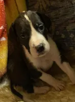 Orca , a female Great Dane for sale in San Tan Valley, AZ – Photo 3 of 10