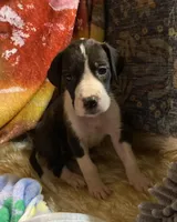 Orca , a female Great Dane for sale in San Tan Valley, AZ – Photo 1 of 10