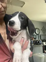 Orca , a female Great Dane for sale in San Tan Valley, AZ – 2 of 10