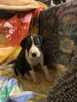 Orca , a female Great Dane for sale in San Tan Valley, AZ – Photo 10 of 10