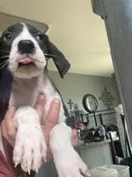 Orca , a female Great Dane for sale in San Tan Valley, AZ – 3 of 10