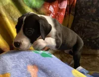 Orca , a female Great Dane for sale in San Tan Valley, AZ – Photo 4 of 10