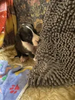 Orca , a female Great Dane for sale in San Tan Valley, AZ – Photo 9 of 10