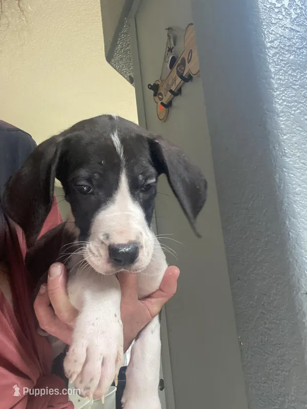 Orca  – Great Dane puppy for sale in San Tan Valley, AZ
