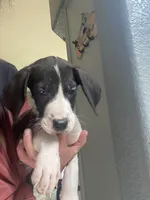 Orca , a female Great Dane for sale in San Tan Valley, AZ – 1 of 10