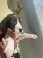 Orca , a female Great Dane for sale in San Tan Valley, AZ – 5 of 10