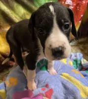 Orca , a female Great Dane for sale in San Tan Valley, AZ – Photo 8 of 10