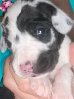 Banshee, a female Great Dane for sale in San Tan Valley, AZ – Photo 7 of 8