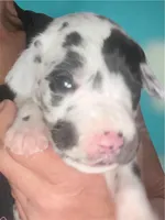 Banshee, a female Great Dane for sale in San Tan Valley, AZ – Photo 8 of 8