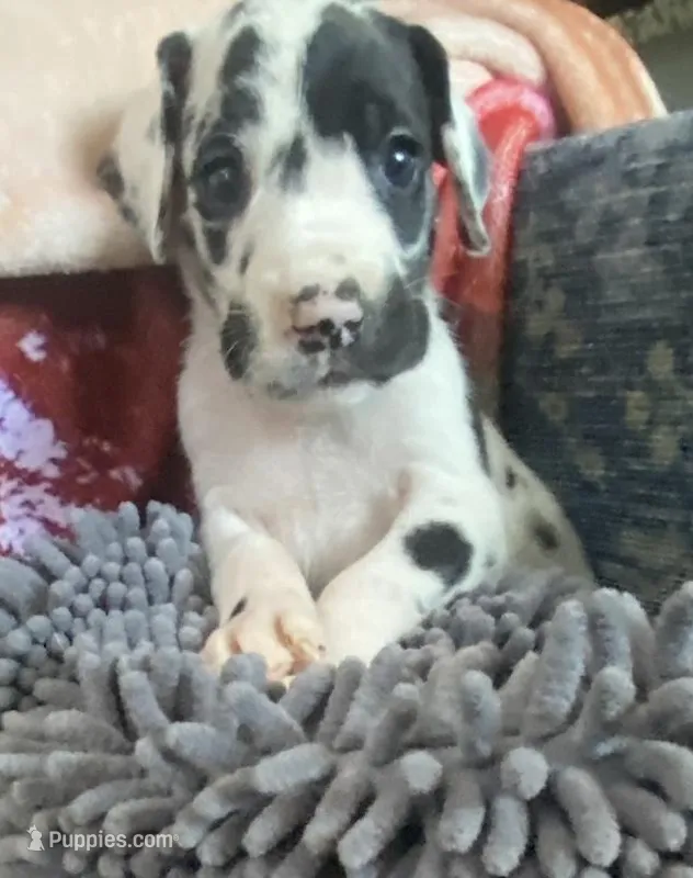 Banshee – Great Dane puppy for sale in San Tan Valley, AZ