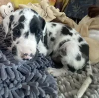 Banshee, a female Great Dane for sale in San Tan Valley, AZ – Photo 2 of 8