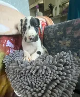 Banshee, a female Great Dane for sale in San Tan Valley, AZ – Photo 3 of 8