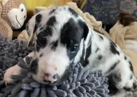 Banshee, a female Great Dane for sale in San Tan Valley, AZ – Photo 4 of 8