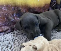 Blue “Bird” Birdie, a female Great Dane for sale in San Tan Valley, AZ – Photo 7 of 7