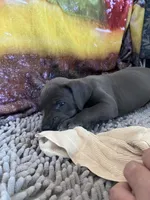 Blue “Bird” Birdie, a female Great Dane for sale in San Tan Valley, AZ – Photo 6 of 7