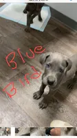 Blue “Bird” Birdie, a female Great Dane for sale in San Tan Valley, AZ – 2 of 7